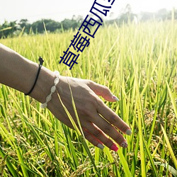 草莓(莓)西瓜丝瓜(瓜)幸(幸)福宝(寶)
