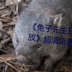 《兔子先生日本第一季6期免费播放》超清免费在线观看