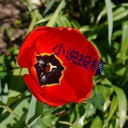 小(xiǎo)说投稿