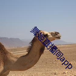 舞姬直播间app