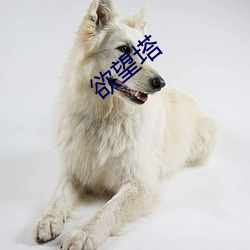 欲望塔