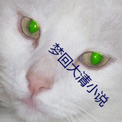 梦回大清小说
