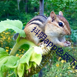 抖阴app色版下载