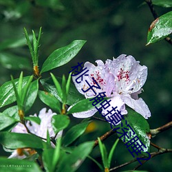 九游会登录j9入口 - 中国官方网站 | 真人游戏第一品牌