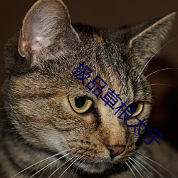 极品草根(gēn)太(tài)子