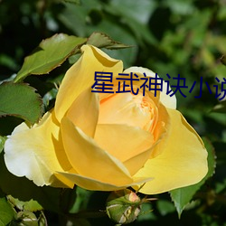 星武神诀小说 心拙口夯）