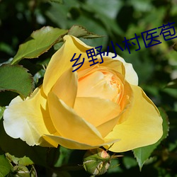 乡野小村医苞(bāo)谷(gǔ)地txt