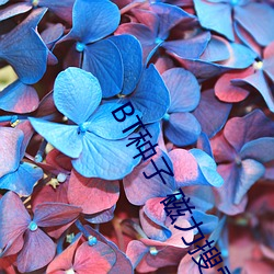 BT種子 磁力搜索