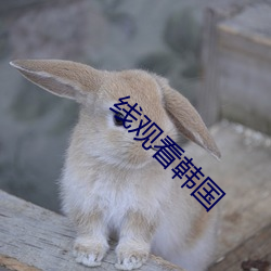 线观看韩(hán)国