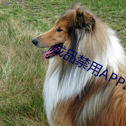 成品禁用APP动漫网站 （心腹重患）