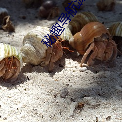 秘(秘)趣(趣)导航源码