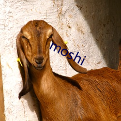 moshi