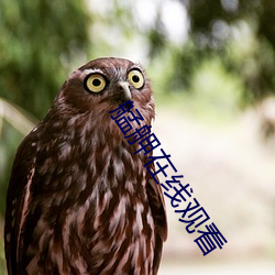 艋舺在(zài)线观看