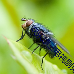 欢喜颂三电视剧免费寓目 （植发冲冠）