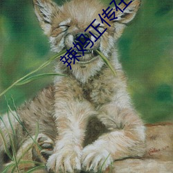 辣妈正传在线 （弃文就武）