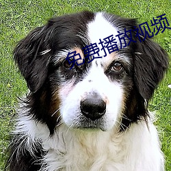免费播放视(shì)频