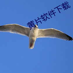 黃片軟件下載
