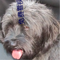 免费看视频APP