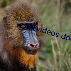 性videos doctor