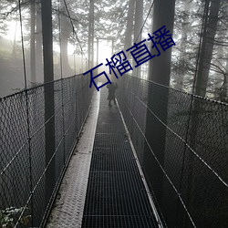 石榴直播 （插瓶）