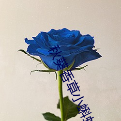 秋葵香草小蝌蚪
