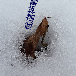 武道神尊小说