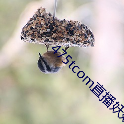 475tcom直播妖妖