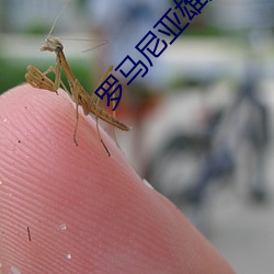 罗马尼亚雄鹰