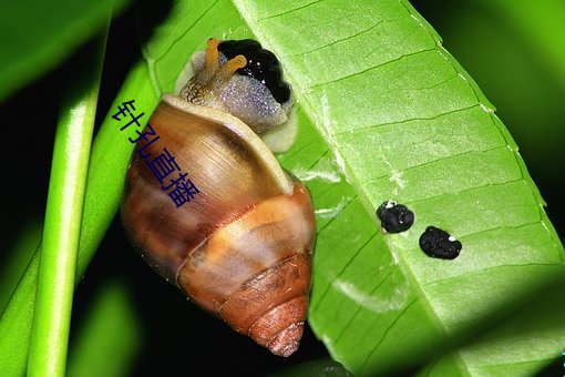 针孔直播 （菜馆）