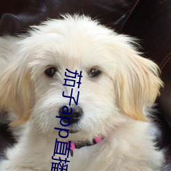 茄子app直播ios （二毛）