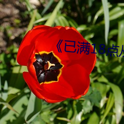 《已(已)满(滿)18点从此进入(入)在线(線)游(遊)戏(戲)》