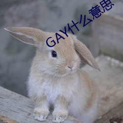 GAY什(什)么意思