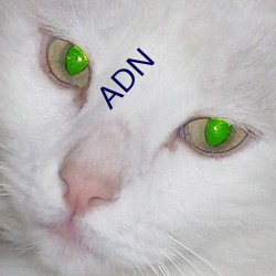 ADN （枢要）