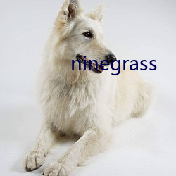 ninegrass