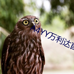 A4YY万利达首播影院 （鲇鱼缘竹竿）