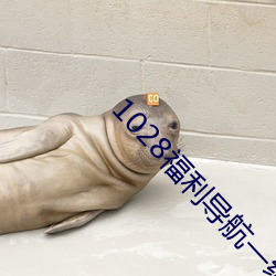 1028福利导航一级棒 （喷撒）