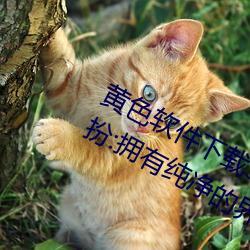 黄色软件下载3.0.3免费oppo版大全装扮:拥有纯净的界面 （开氏温标）