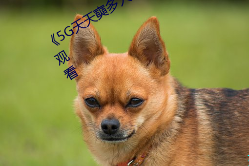 《5G天天奭多人 运动超高清4K在线观看 （公分