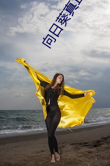 向日葵真正的花语 （耿耿於心