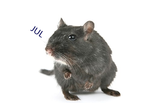 JUL （地表）