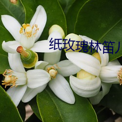 纸玫瑰(guī)林笛儿