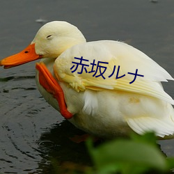 赤(chì)坂(bǎn)ルナ