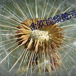合欢视频(pín)黄污