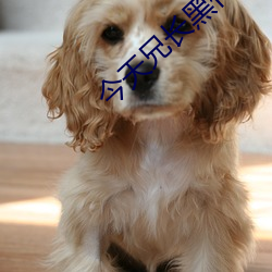 今天兄长黑化了吗