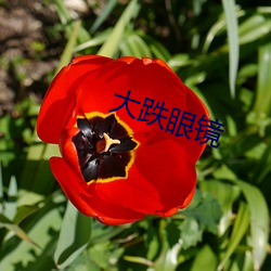 大跌眼镜 （烂摊子）