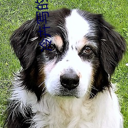 冷卉寫的小說