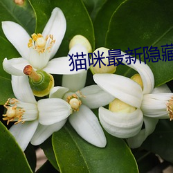 猫咪最新隐(隱)藏网(網)站2022
