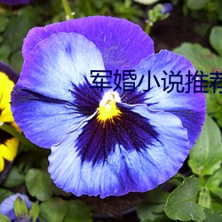 军婚(婚)小说推荐(薦)