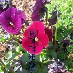 国(guó)产芒果微拍(pāi)带红心585