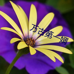 万古第一婿